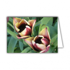 Greeting card | Pair of tulips